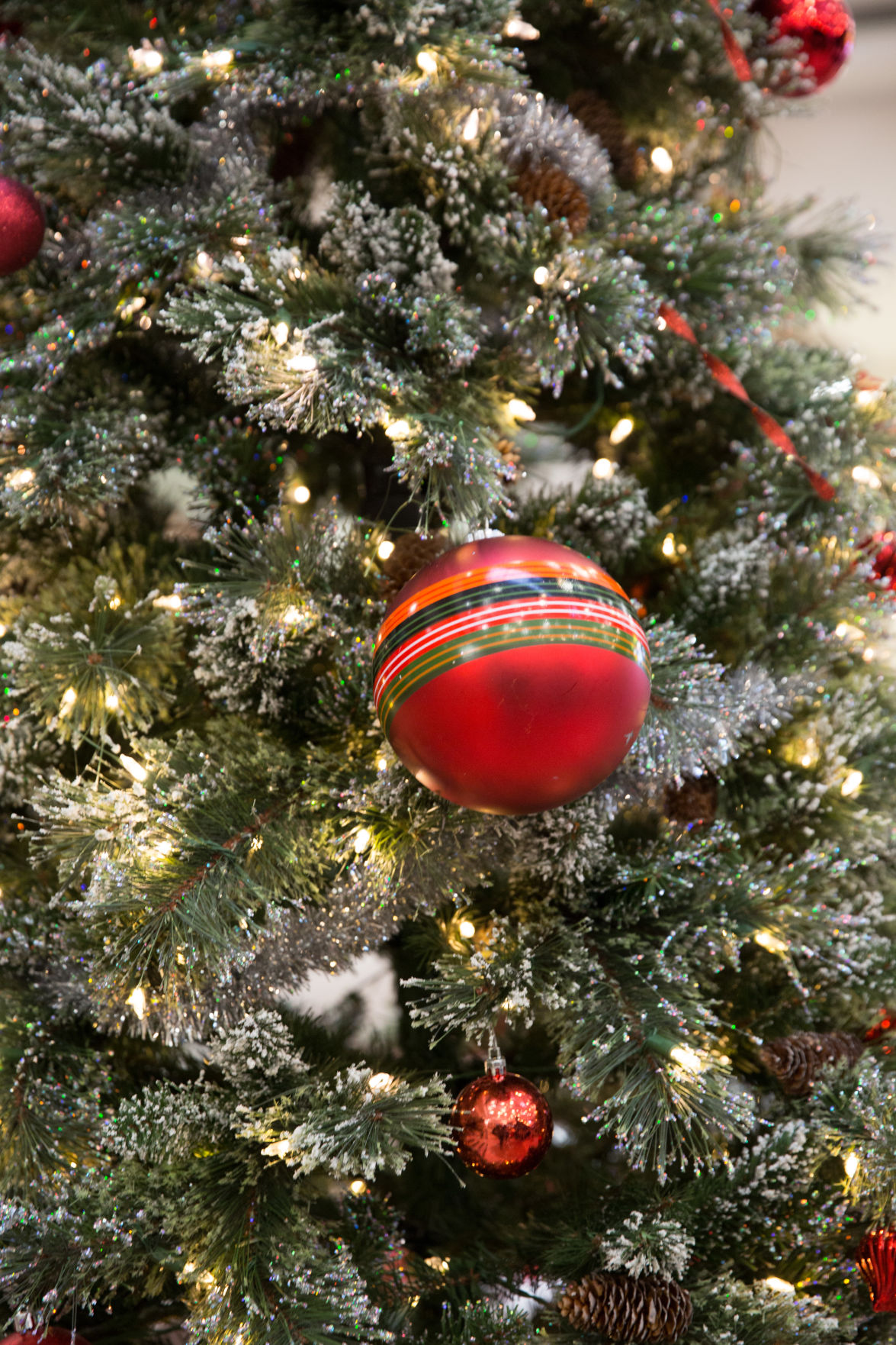 Festive cheer (Photo)